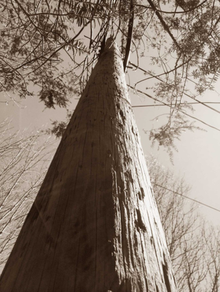 Illustration for article titled 30 Photos Taken Straight Up